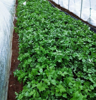 紫杆大叶芹农家肥欢迎各位老板滴滴滴滴滴滴滴滴