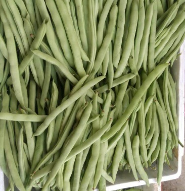 淄博大量供应九粒青芸豆欢迎老板莅临采购