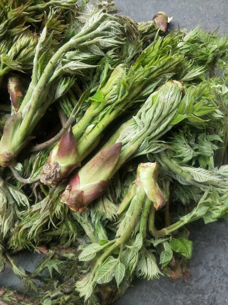 辽宁本溪平山区刺嫩芽 25.00元/斤刺嫩芽