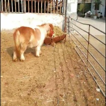进口矮马，矮马，矮马出售