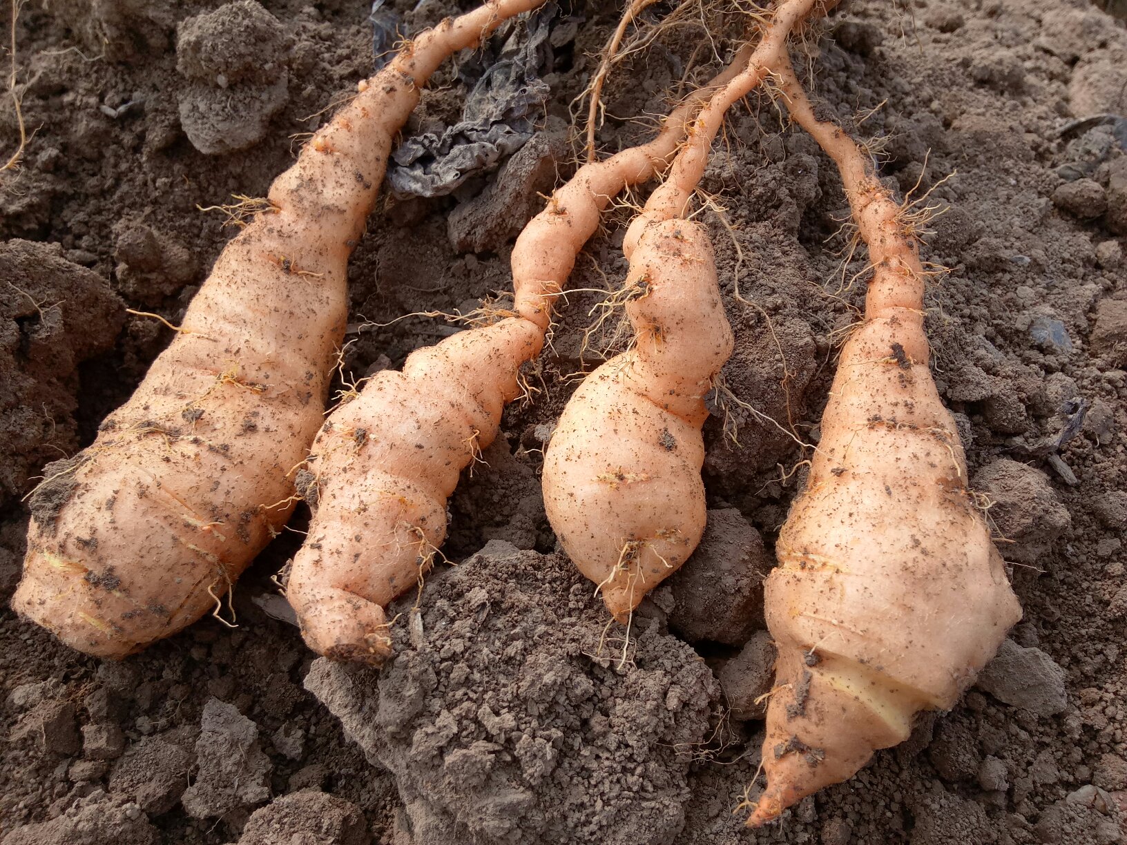 熟地黄种植田间场景