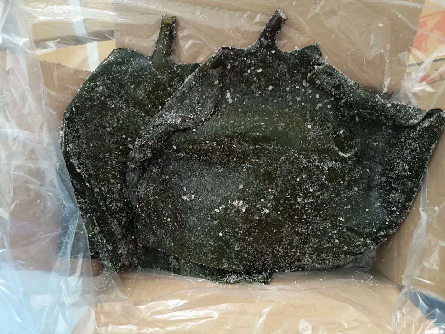 带盐海带变质判断示意图