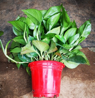 高角红盆办公室客厅净化空气吸甲醛自动吸水大叶绿萝水培盆栽