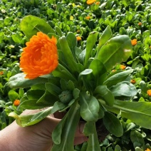金盏菊