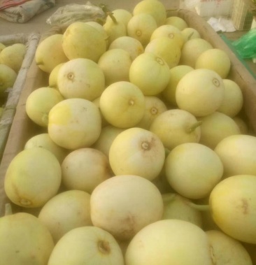 [甜瓜批发]景甜五号价格2.00元/斤 - 一亩田