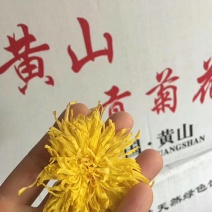 金丝黄菊