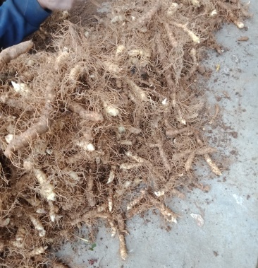 玉竹湘玉竹鲜玉竹玉竹种茎