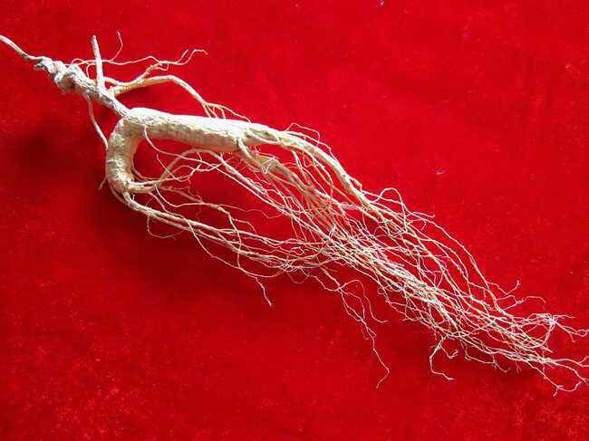 林下参根部特写，展示其自然形态与纹理