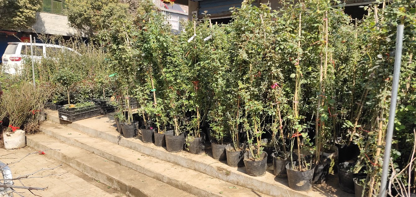 一位中年女性在花卉市场摊位前挑选盆栽月季,摊位招牌写着“爆款月季火焰”,她正查看标签上的文字说明;周围摆放多个不同颜色的月季盆栽,背景中有其他顾客驻足咨询 消费者选购月季苗场景图