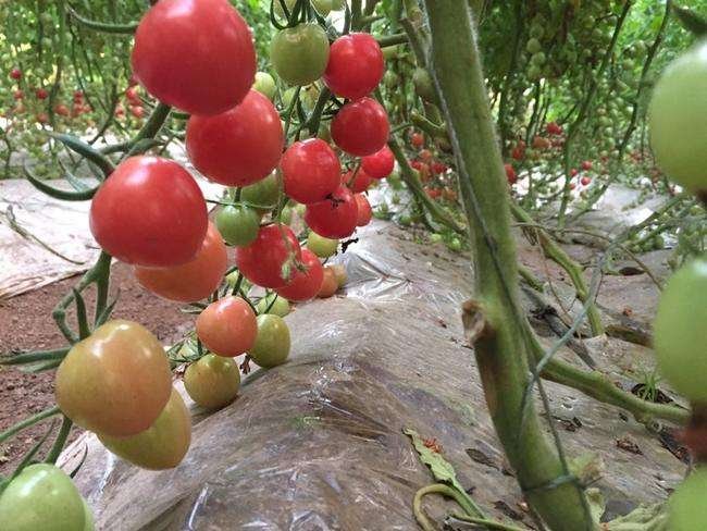 圣女果植株搭架管理