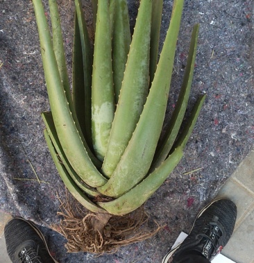 美国库拉索芦荟美容药用