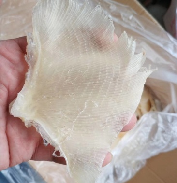 鱼翅浦鱼翅海鲜干货新鲜鱼翅酒席专用原材料