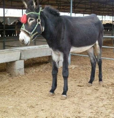 肉驴苗质保三月赠送铡草机送饲料草料免费送货