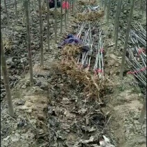 楸树梓树。各种规格都有。长期合作