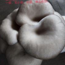 平菇菌种:高温、广温偏高母种、原种、栽培种