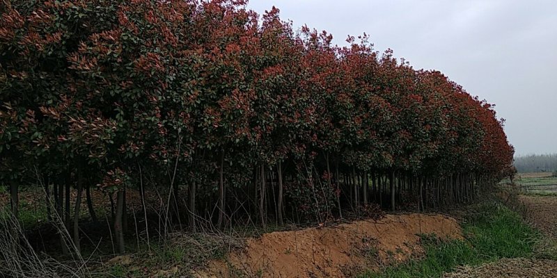 红叶石楠苗属于什么植物