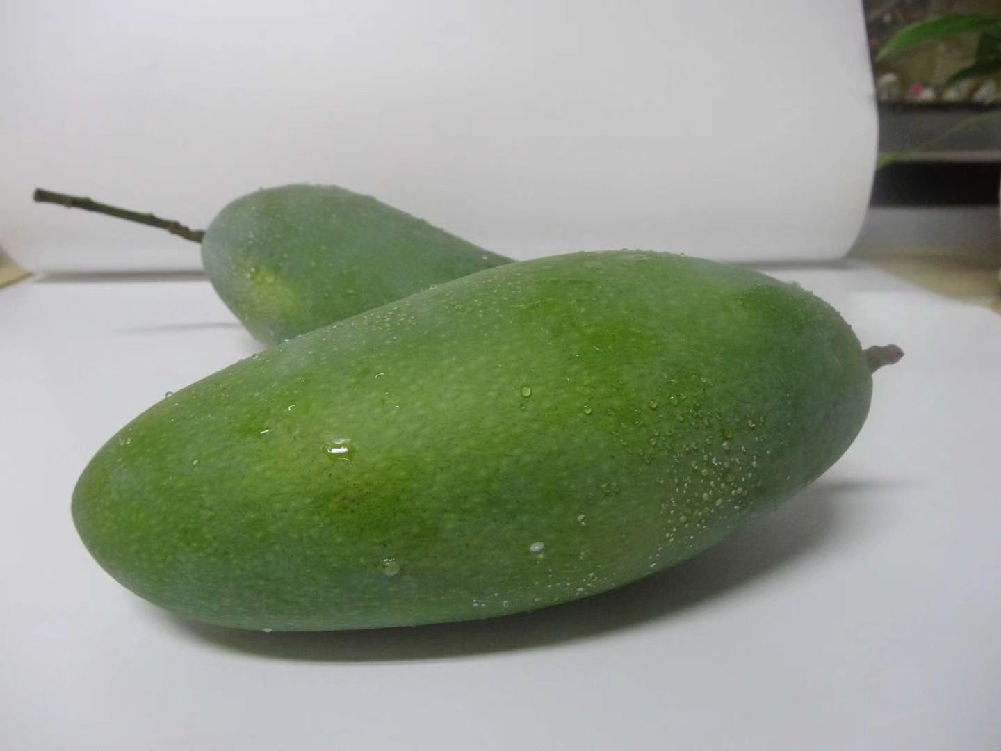 光学显微镜下芒果青绿色果皮横切面,可见表皮层下方密集排列的球形分泌细胞,细胞内含大量浅棕色漆酚类物质结晶,细胞壁外附着透明蜡质层 芒果果皮显微结构示意图,显示表皮蜡质层下富含漆酚的分泌细胞群,箭头标注漆酚结晶颗粒