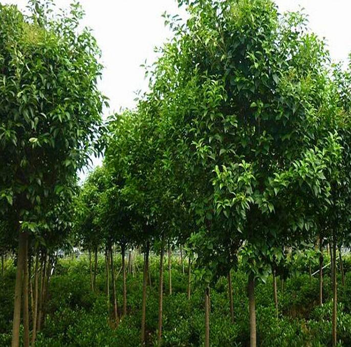 大叶女贞花前喷施植物生长调节剂现场操作图