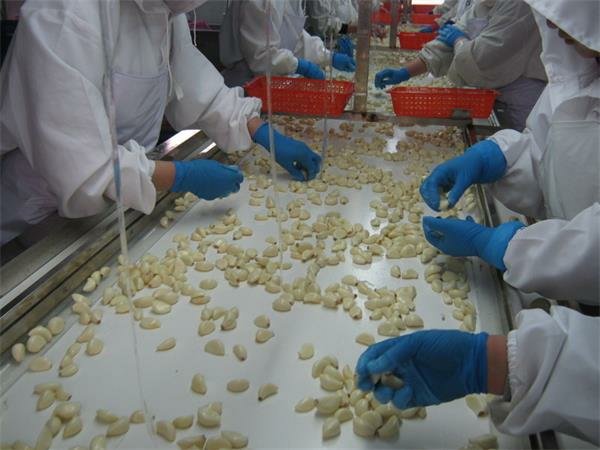 蒜米选色机工作场景