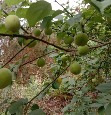 青梅罗岗梅一斤3036个左右