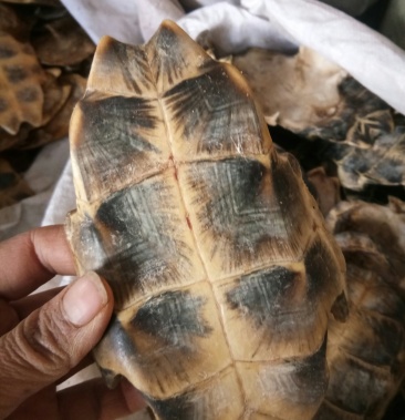 龟板 湖北 正品 旱龟板 无硫熏 规格齐一公斤起包邮