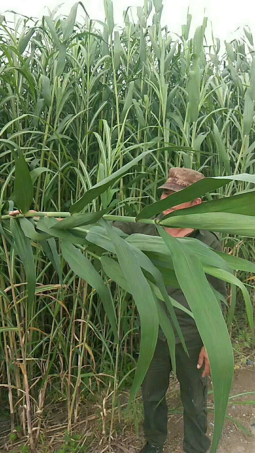 [苇叶批发]江苏无锡江阴市芦苇 2.00元/棵芦苇叶 _ 一亩田
