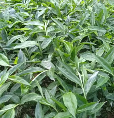 本人大量出售新一代新品种阳春砂仁苗