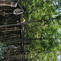 天竺桂，阴香大量供应一手货源诚信经营