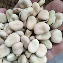 干蚕豆
