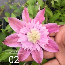铁线莲重瓣多色可选草本植物耐寒零下30度