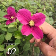 铁线莲爬藤皇后单瓣草本植物耐寒零下三十度铁线莲苗