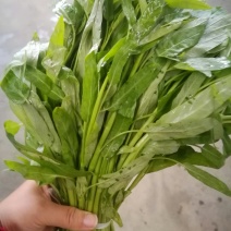 空心菜竹叶菜