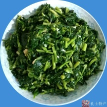 农家野生现摘苦菜苦斋婆酱败草新鲜野菜苦丁菜苦益菜