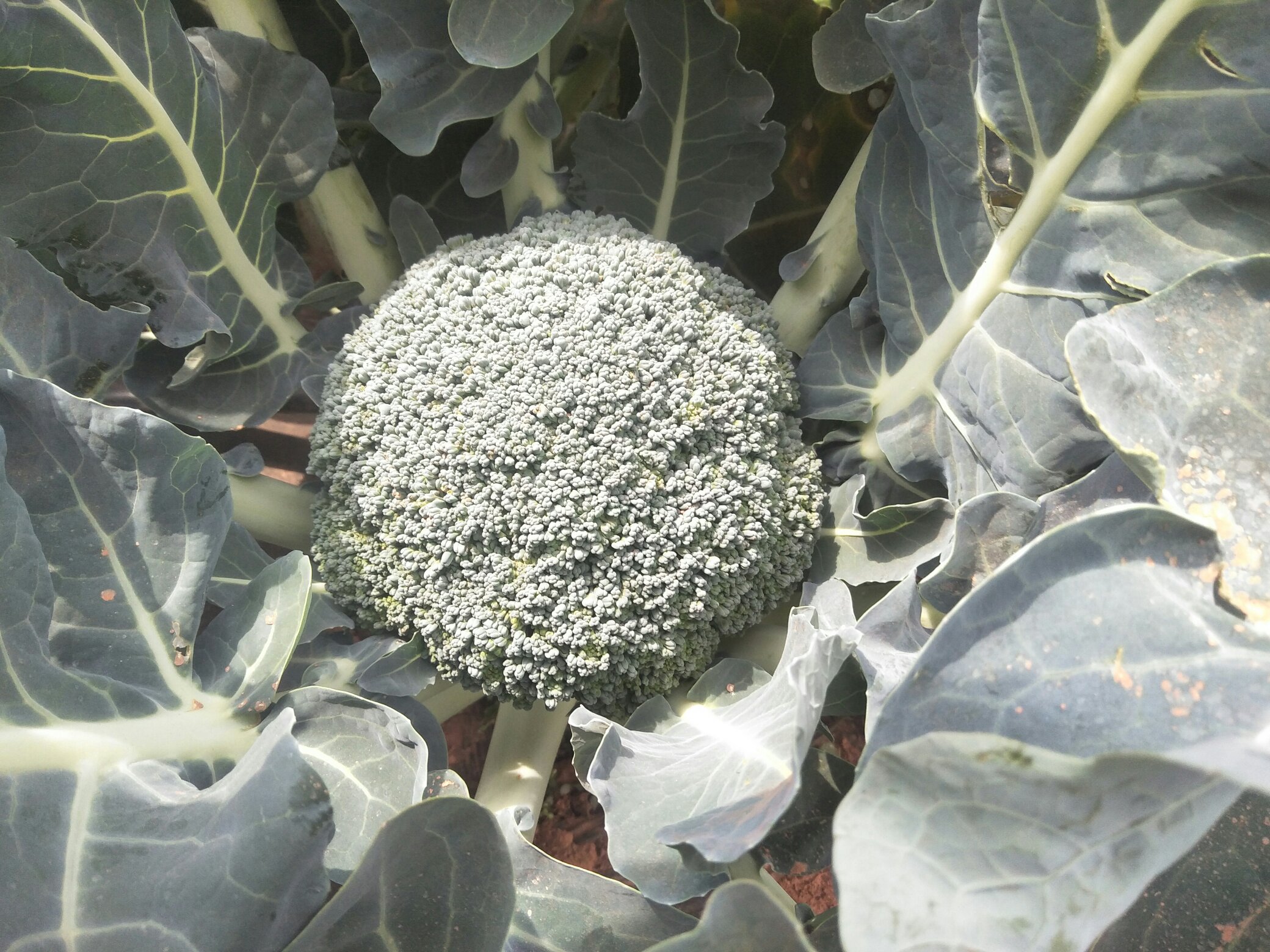 油麦菜开花图示,展示其黄色小花组成的松散花序 油麦菜开花图示