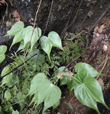 中药材野生九龙藤过岗龙龙须藤九龙根入骨丹过江