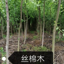 丝棉木