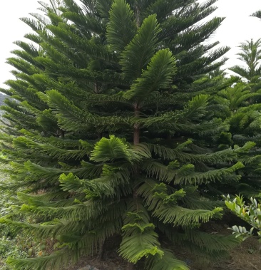 塔松树太国品种本地方又叫五针松地径10一15公分