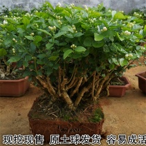 【已修剪,送肥料】茉莉花盆栽双色茉莉花苗重瓣花卉阳台