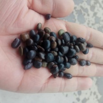批发各林木种子，草坪种子，花卉种子，
