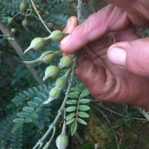 山豆根种子