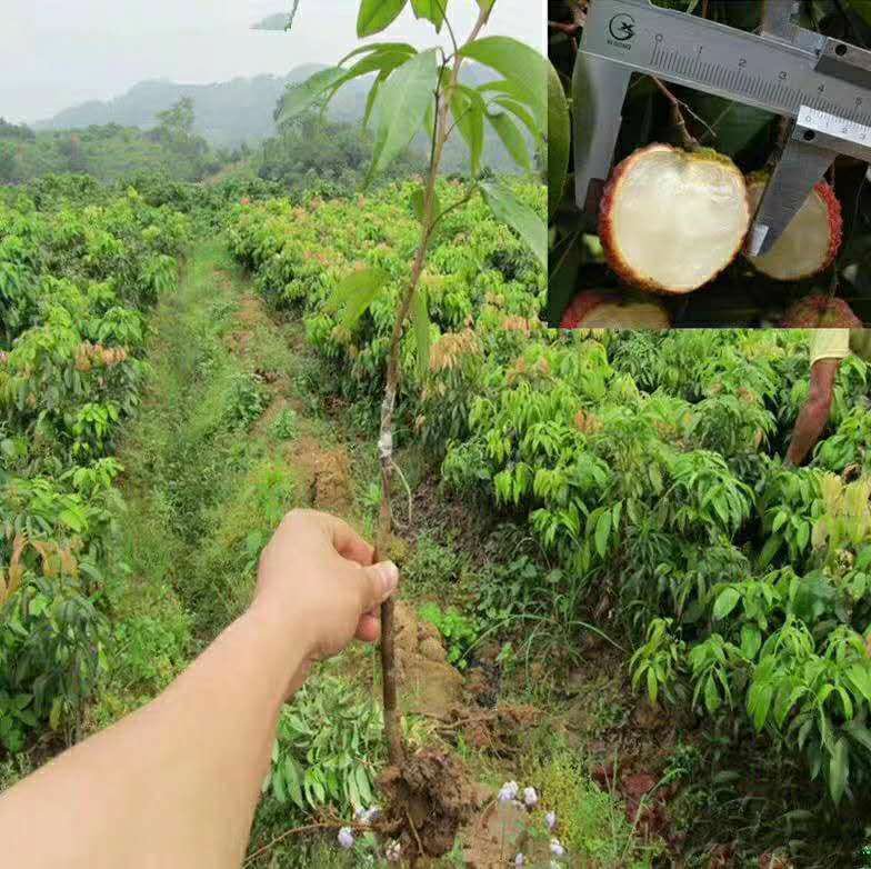 无核荔枝苗对比图