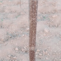 楸树梓树