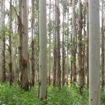 供应桉树