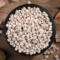 新鲜贵州小薏米1斤