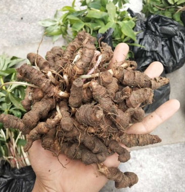 小重楼重楼苗矮杆重楼苗