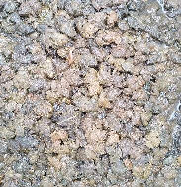 石蛙种蛙幼蛙蝌蚪