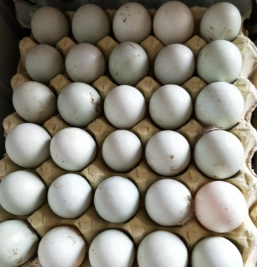 订购详细信息评价【联系我时,请说是在一亩田上看到的】红心绿鸭蛋