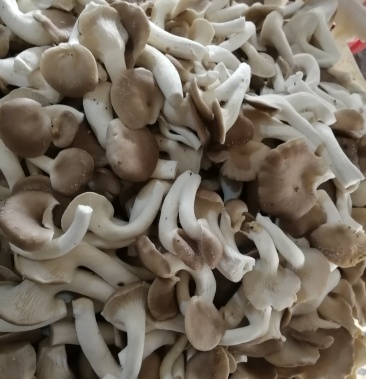 [秀珍菇批发]秀珍菇价格25.00元/袋 - 一亩田