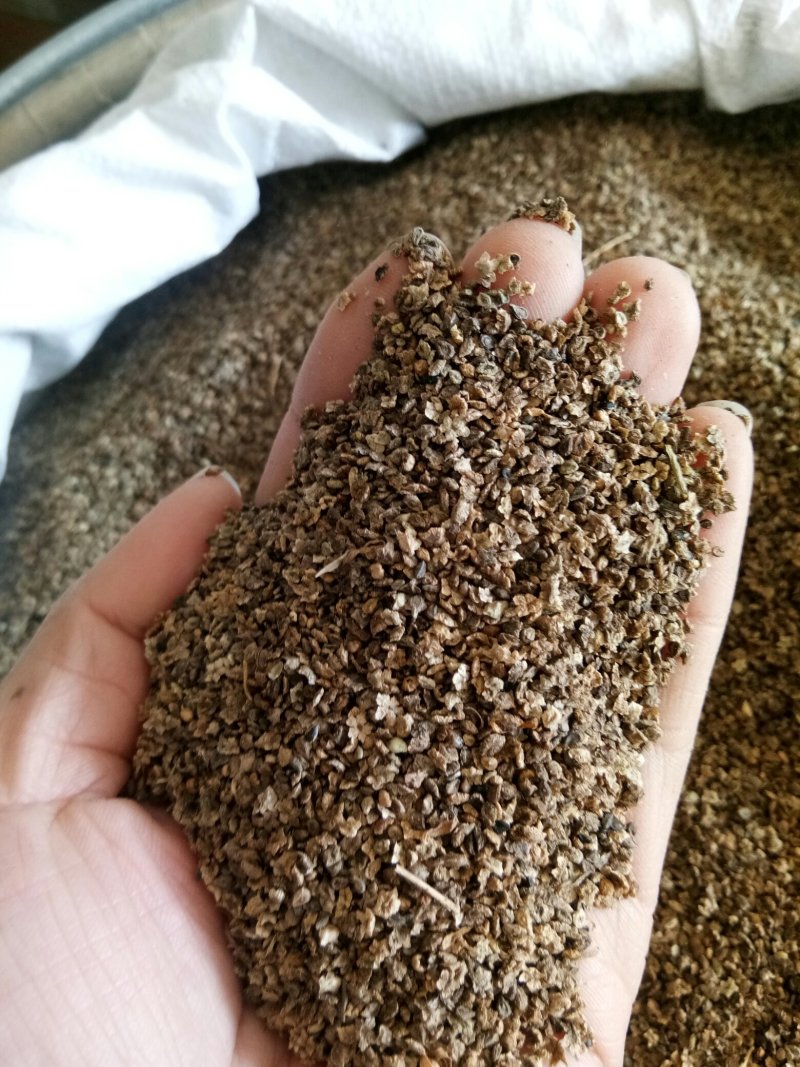 地肤子药用无硫熏干净无杂一公斤起发货