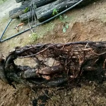 金丝吊蝴蝶提根熟桩。重80斤